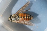 Tabanus eggeri
