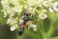 Cylindromyia interrupta