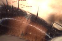 Cylindromyia interrupta