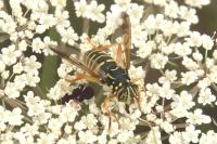 Spilomyia saltuum