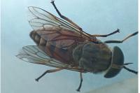 Tabanus eggeri