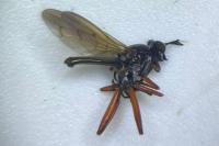 Sepedon sphegea