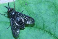 Chrysops