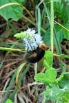 Tachina grossa