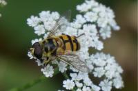Myathropa florea