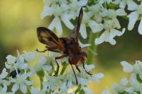 Ectophasia crassipennis