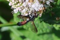 Cylindromyia