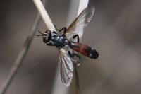 Cylindromyia