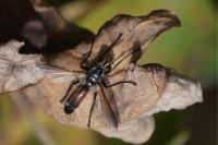 Cylindromyia