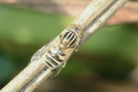 Eristalinus megacephalus