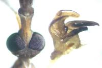 Tipula oleracea