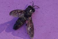 Hermetia illucens