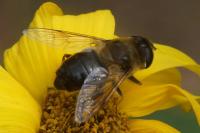 Eristalis tenax