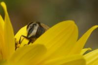 Eristalis tenax