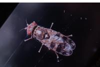 Ceroxys hortulana