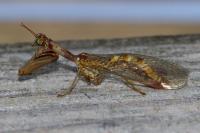 Mantispa styriaca