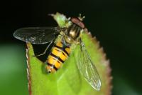 Episyrphus balteatus