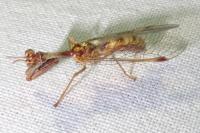 Mantispa styriaca
