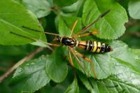 Ctenophora elegans