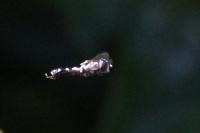 Syritta pipiens