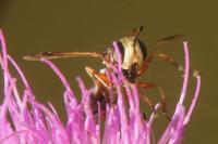 Physocephala vittata