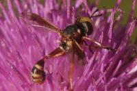 Physocephala vittata