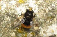 Volucella bombylans