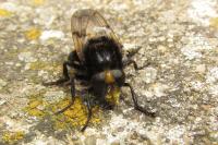 Volucella bombylans