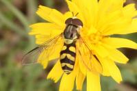 Dasysyrphus albostriatus