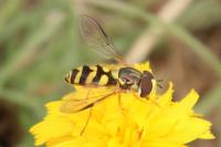 Dasysyrphus albostriatus