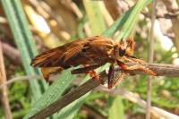 Asilus crabroniformis
