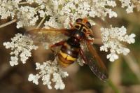 Milesia crabroniformis