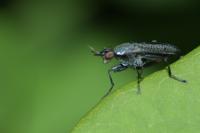 Coremacera marginata