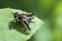 Trichopoda pictipennis