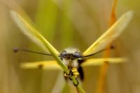 Libelloides longicornis