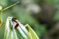 Volucella bombylans