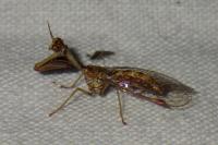 Mantispa styriaca