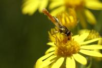 Sphaerophoria scripta