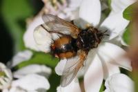 Tachina fera