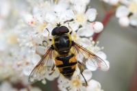 Myathropa florea