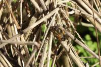 Eristalis tenax