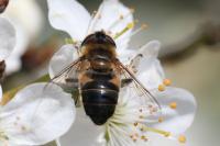 Eristalis tenax