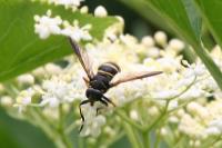 Temnostoma bombylans