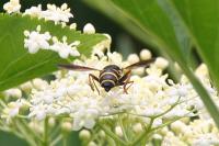 Temnostoma bombylans