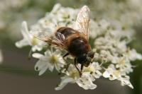 Eristalis tenax