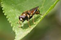 Xylota segnis
