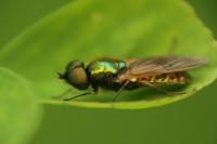 Chloromyia formosa