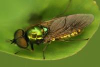 Chloromyia formosa