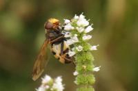 Volucella inanis