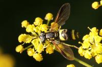 Chrysotoxum bicinctum